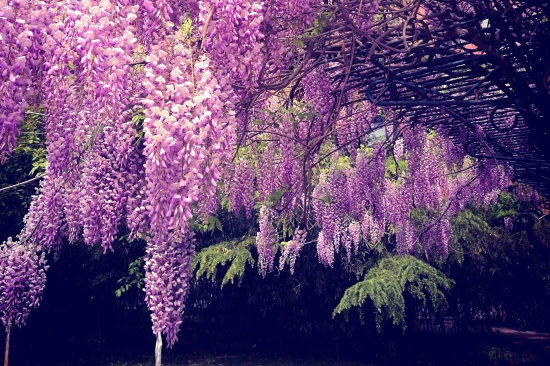 春日北院紫藤